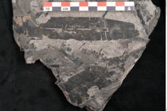 Foto (Detailansicht) von Plantae indet.  (NHMW-GEO-2024-0188-11390)